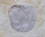 Terebratula sp. MUELLER 1776 - Bild © FossNet FossilienStore